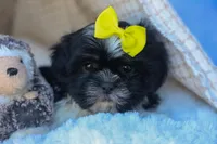 SASHA, a female Shih Tzu for sale in Baltic, OH – 3 of 10