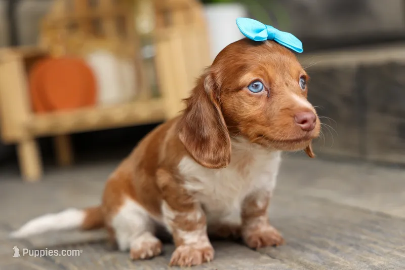 OLIVER – Miniature Dachshund puppy for sale in Baltic, OH