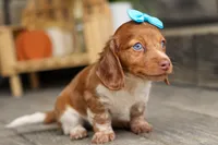 OLIVER, a male Miniature Dachshund for sale in Baltic, OH – 1 of 10