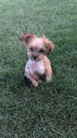 RILEY, a male Shorkie for sale in Baltic, OH – 2 of 4