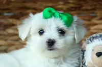 PACO, a male Maltese for sale in Baltic, OH – 3 of 9
