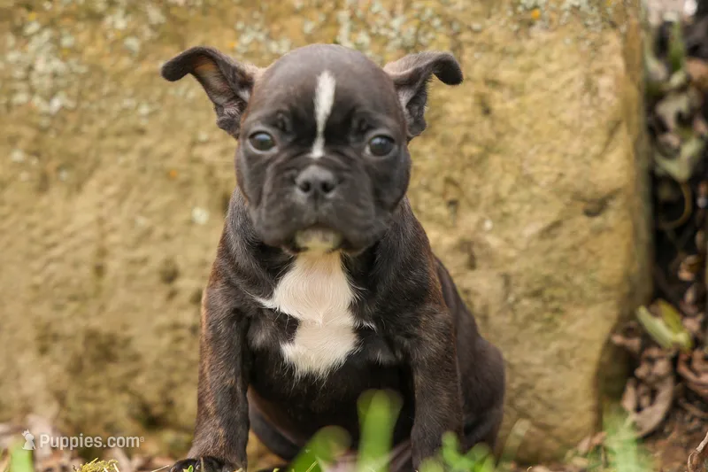 BUDDY – Frenchton puppy for sale in Baltic, OH