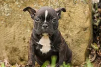BUDDY, a male Frenchton for sale in Baltic, OH – 1 of 10