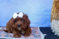 RHODA, a female Cavapoo for sale in Baltic, OH – 4 of 10