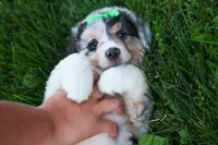 LANDON, a male Miniature American Shepherd for sale in Baltic, OH – 6 of 10