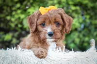 MAXY, a male Cavapoo for sale in Baltic, OH – 9 of 10