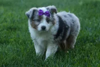 MUFFIN, a female Miniature American Shepherd for sale in Baltic, OH – Photo 9 of 10