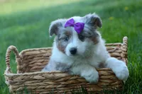 MUFFIN, a female Miniature American Shepherd for sale in Baltic, OH – Photo 5 of 10