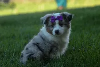 MUFFIN, a female Miniature American Shepherd for sale in Baltic, OH – Photo 1 of 10