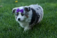 MUFFIN, a female Miniature American Shepherd for sale in Baltic, OH – Photo 10 of 10