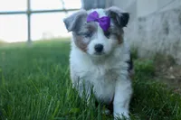 MUFFIN, a female Miniature American Shepherd for sale in Baltic, OH – Photo 7 of 10