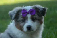 MUFFIN, a female Miniature American Shepherd for sale in Baltic, OH – Photo 4 of 10