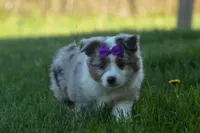MUFFIN, a female Miniature American Shepherd for sale in Baltic, OH – Photo 3 of 10