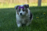 MUFFIN, a female Miniature American Shepherd for sale in Baltic, OH – Photo 2 of 10