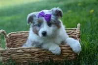 MUFFIN, a female Miniature American Shepherd for sale in Baltic, OH – Photo 6 of 10