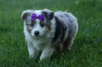 MUFFIN, a female Miniature American Shepherd for sale in Baltic, OH – Photo 8 of 10