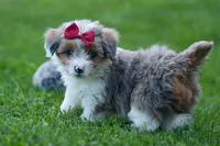 NANCY, a female Pembroke Welsh Corgi and Poodle - Miniature  for sale in Baltic, OH – 5 of 10