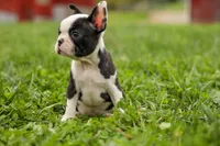 BONNIE, a female Frenchton for sale in Baltic, OH – 9 of 10