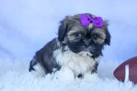 SADIE, a female Shih Tzu for sale in Baltic, OH – 8 of 10