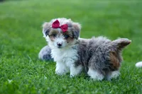 NANCY, a female Pembroke Welsh Corgi and Poodle - Miniature  for sale in Baltic, OH – 4 of 10