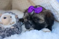 SADIE, a female Shih Tzu for sale in Baltic, OH – 9 of 10