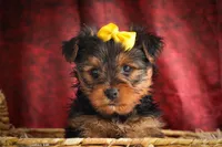 DIESEL, a male Yorkshire Terrier for sale in Baltic, OH – 7 of 10