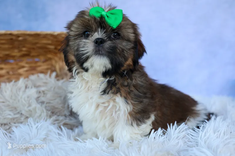 RUSTY – Shih Tzu puppy for sale in Baltic, OH