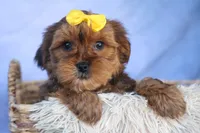 RANDY, a male Shorkie for sale in Baltic, OH – 4 of 9