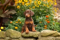 DIXIE, a female Doberman Pinscher for sale in Baltic, OH – 6 of 10