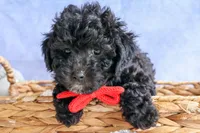 NOEL, a male Bichpoo for sale in Baltic, OH – 8 of 10