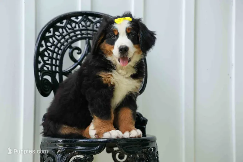 SAMSON – Bernese Mountain Dog puppy for sale in Baltic, OH