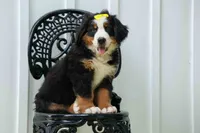 SAMSON, a male Bernese Mountain Dog for sale in Baltic, OH – 1 of 10