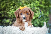MAXY, a male Cavapoo for sale in Baltic, OH – 10 of 10