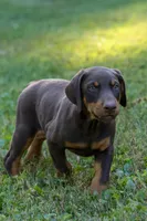 ODIN, a male Doberman Pinscher for sale in Baltic, OH – 4 of 7