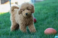 MAX, a male Miniature Goldendoodle for sale in Baltic, OH – 3 of 10