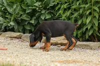 DAisy, a female Doberman Pinscher for sale in Baltic, OH – 9 of 9