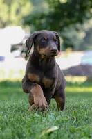 ODIN, a male Doberman Pinscher for sale in Baltic, OH – 3 of 7