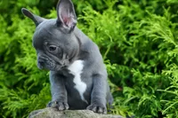 MILO, a male Frenchton for sale in Baltic, OH – 5 of 9