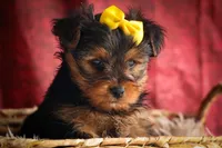 DIESEL, a male Yorkshire Terrier for sale in Baltic, OH – 8 of 10