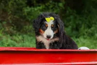 SAMSON, a male Bernese Mountain Dog for sale in Baltic, OH – 2 of 10