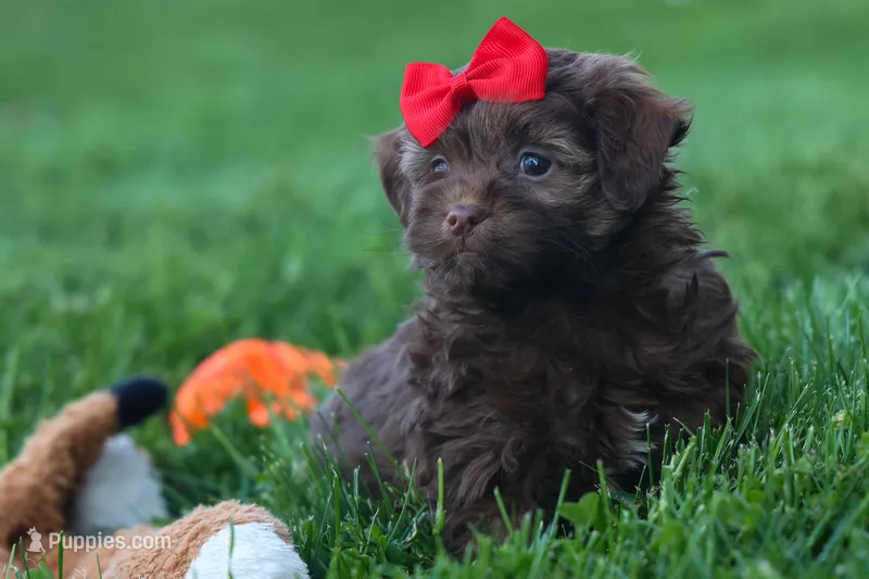 OLIVER – Havapoo puppy for sale in Baltic, OH