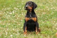 DIESEL, a male Doberman Pinscher for sale in Baltic, OH – 4 of 10
