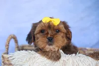 RANDY, a male Shorkie for sale in Baltic, OH – 5 of 9