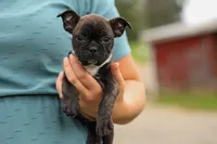 BETZY, a female Frenchton for sale in Baltic, OH – 7 of 9