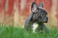 MILO, a male Frenchton for sale in Baltic, OH – 3 of 9