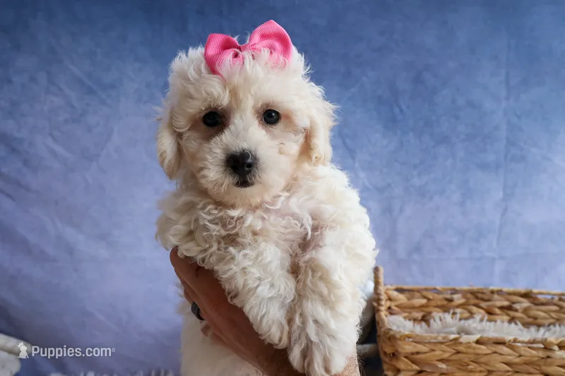NANCY – Bichpoo puppy for sale in Baltic, OH