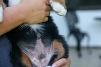 SPIKE, a male Bernese Mountain Dog for sale in Baltic, OH – 10 of 10