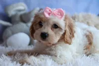 RACHEL, a female Cavachon for sale in Baltic, OH – 6 of 10