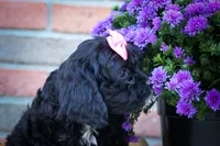 BELLA, a female Cavapoo for sale in Baltic, OH – 6 of 10