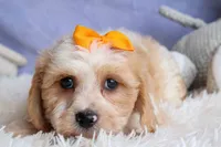ROMEO, a male Cavachon for sale in Baltic, OH – 9 of 10